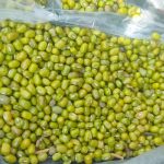 فروش فوق العاده ماش عمرانی بوجاری نشده