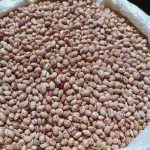 لوبیا چیتی تناژ بالا