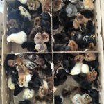 فروش انواع جوجه یک روزه