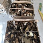 فروش انواع جوجه یک روزه