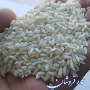 پخش عمده برنج چمپای محلی