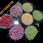 آویشن برگ پهن شیرازی،آویشن پودر