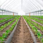 فروش ویژه اینترنتی نایلون مالچ گلخانه + قیمت عادلانه