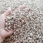 لوبیا چیتی تناژ بالا