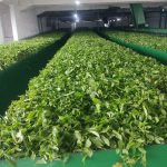 پخش عمده انواع چای بهاره گیلان