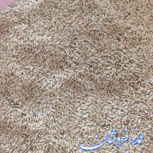 فروش جو محلی