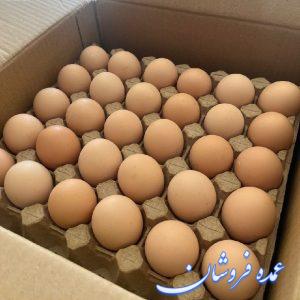 پخش و عمده فروشی تخم مرغ بومی