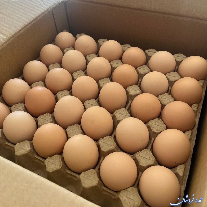 پخش و عمده فروشی تخم مرغ بومی