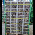 کیوی تازه و ترد