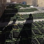 زغال حبه ای 100 درصد کربن صادراتی