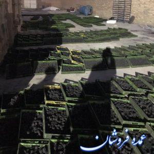 زغال حبه ای 100 درصد کربن صادراتی