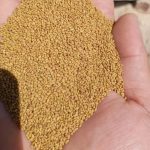 بذر یونجه با تناژ بالا