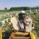 فروش عمده انواع عسل های طبیعی و ژل رویال