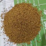 بذر یونجه با تناژ بالا