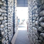 عرضه کننده برنج پاکستانی سوپر کرنل