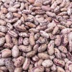 حبوبات نخود و لوبیا