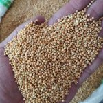 ارزن درشت خارجی