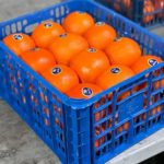 پرتقال تامسون