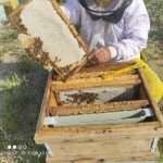 فروش عمده انواع عسل های طبیعی و ژل رویال