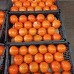 پرتقال تامسون