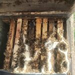 فروش عمده انواع عسل های طبیعی و ژل رویال