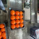 پرتقال تامسون