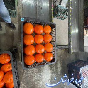 پرتقال تامسون