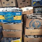 زغال پسته قلم سفید اعلا