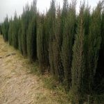 نهال نهالستان درخت پرتقال نارنگی سرو بادام