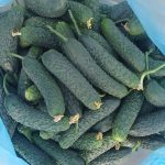 خیار خاردار