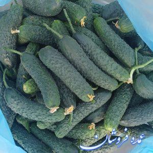 خیار خاردار