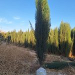 نهال نهالستان درخت پرتقال نارنگی سرو بادام