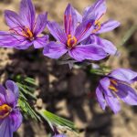 زعفران جوین