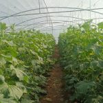 خیار خاردار