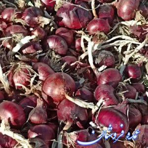 فروش پیاز درجه یک و با کیفیت