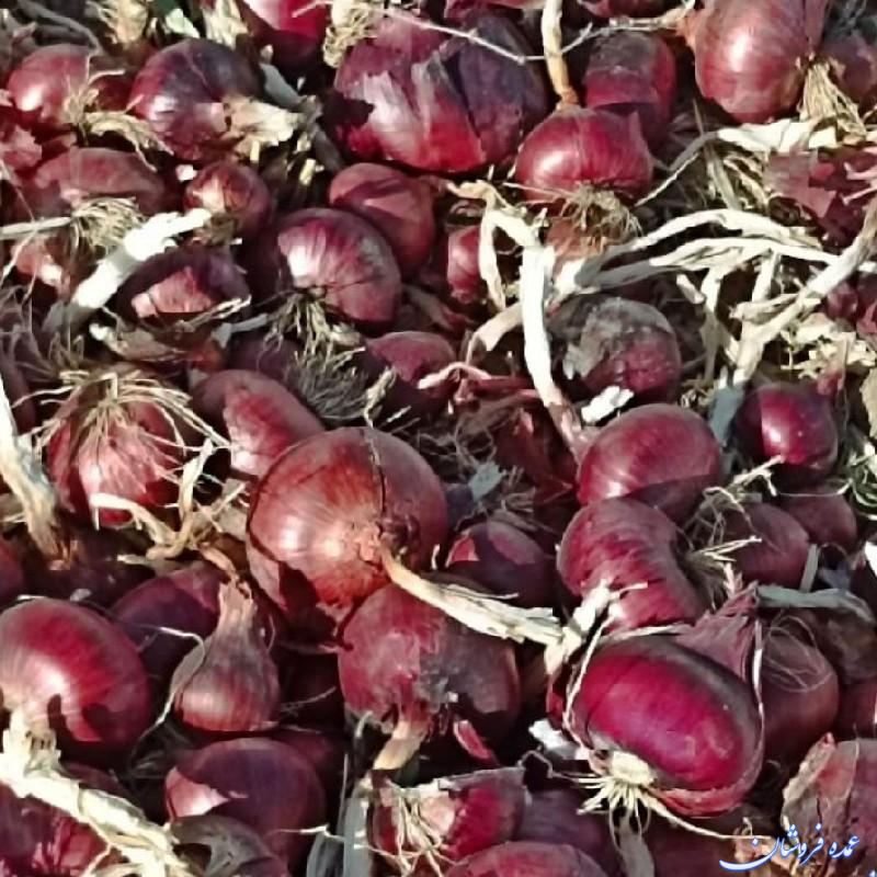 فروش پیاز درجه یک و با کیفیت