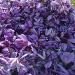 زعفران جوین