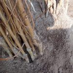 نهالستان تک نهال میاندواب