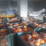 پرتقال خونی و تامسون