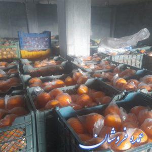 پرتقال خونی و تامسون