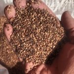 کنجد تمیز و خوب باکیفیت