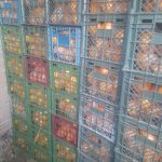 پرتقال خونی و تامسون