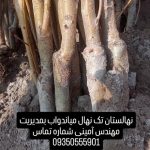 نهالستان تک نهال میاندواب