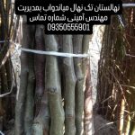 نهالستان تک نهال میاندواب