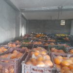 پرتقال خونی و تامسون