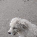 سگ پاکوتاه خشگل