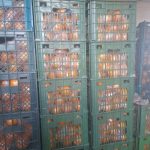 پرتقال خونی و تامسون