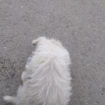 سگ پاکوتاه خشگل