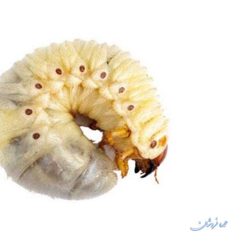 سم کرم سفید ریشه