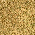 فروش شالی پرمحصول و طارم درجه یک مستقیم از کشاورز